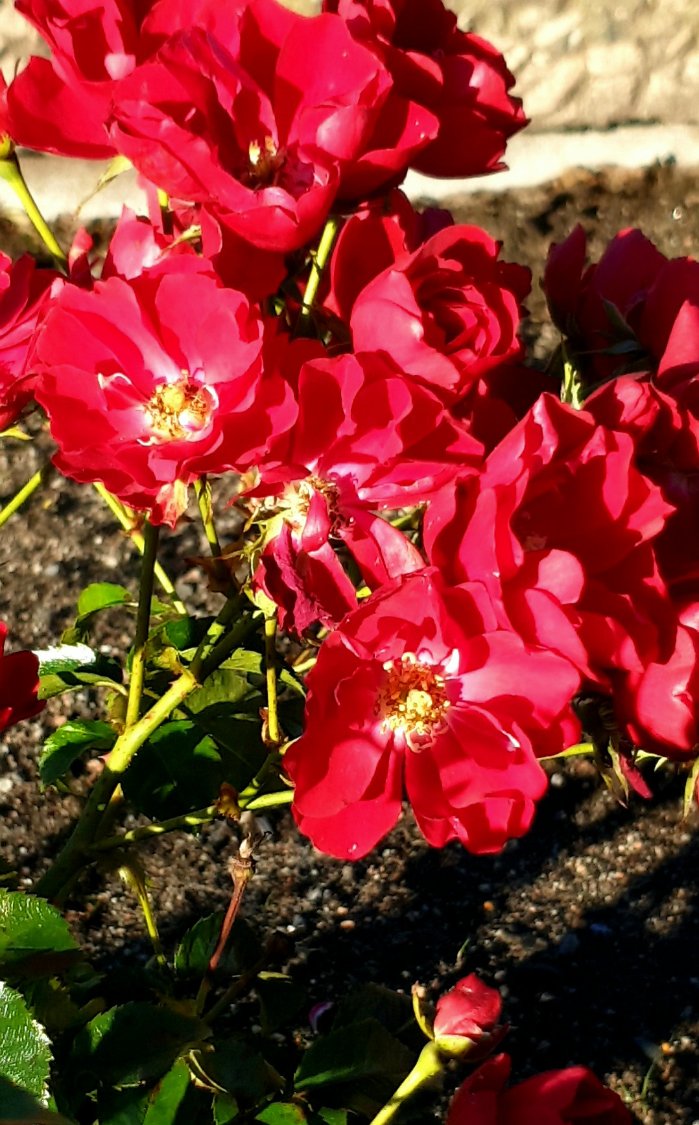 Two Red Roses For Menu Solve RED ROSES jigsaw puzzle online with 15 pieces
