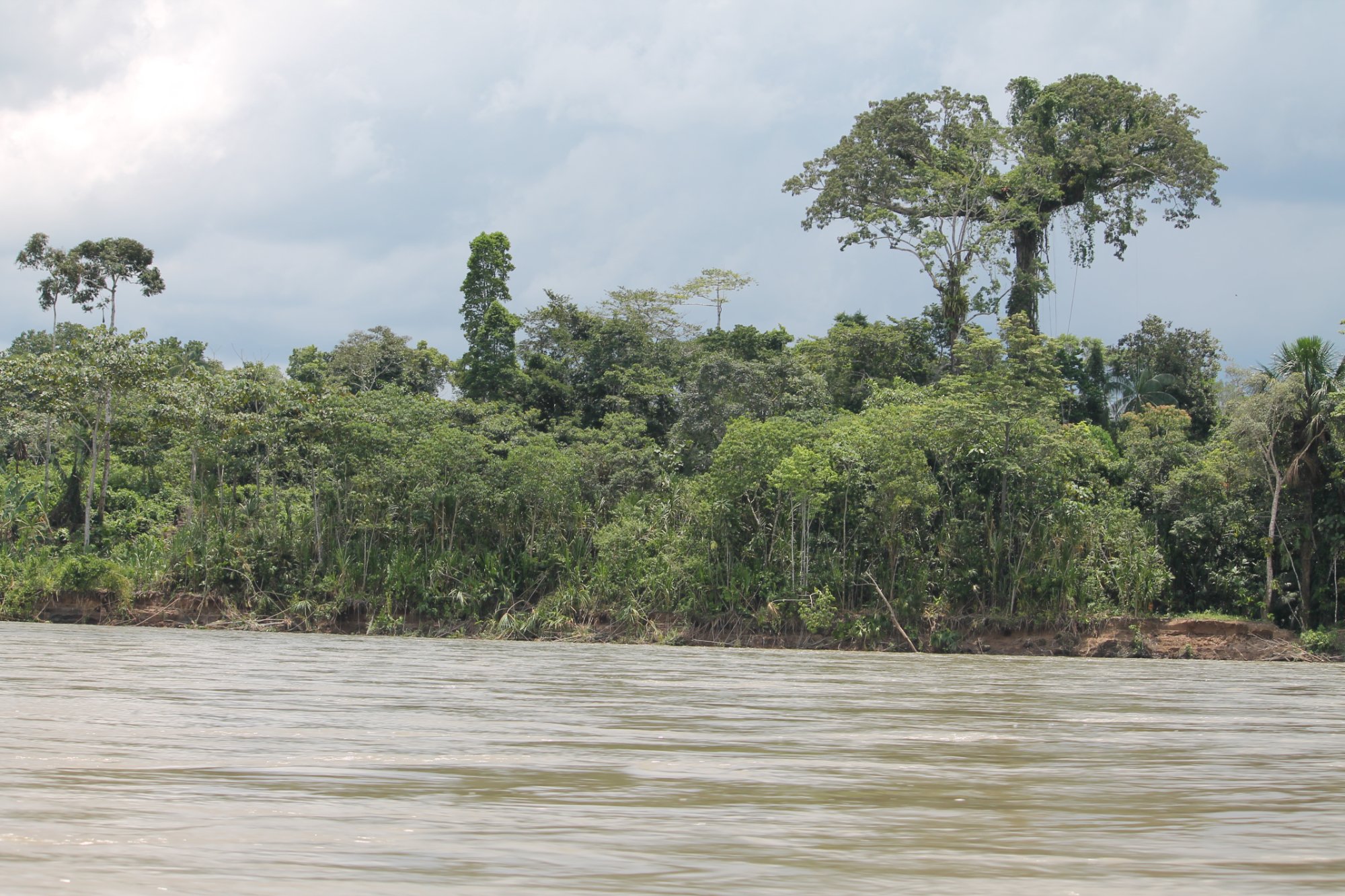 Solve Amazon River --- Řeka Amazonka jigsaw puzzle online with 117 pieces