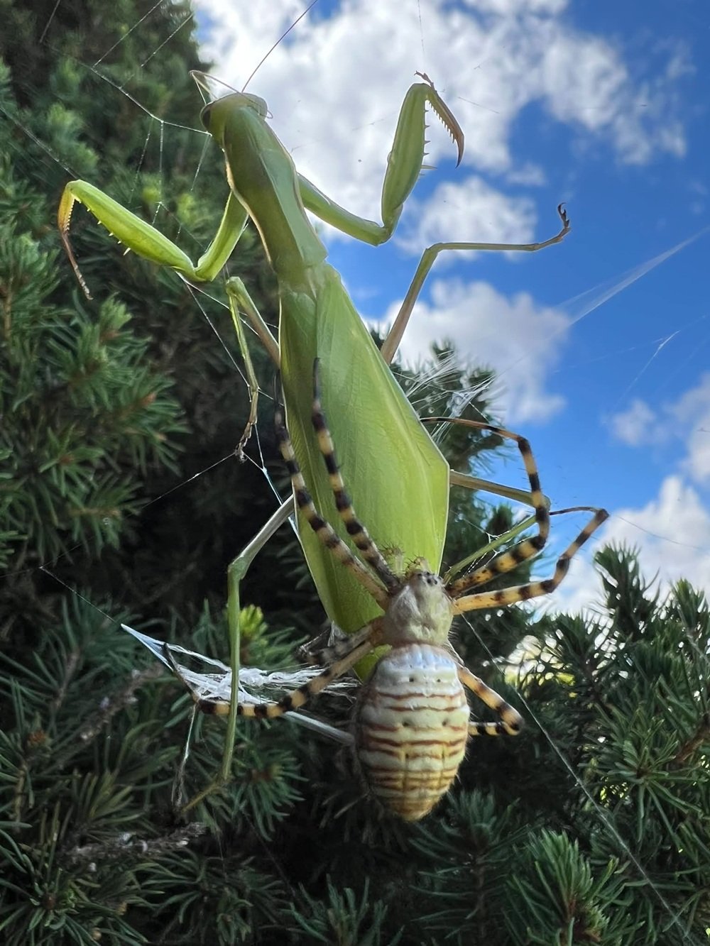 Solve Nature at its best or worst-Mantis and banded garden spider in ...