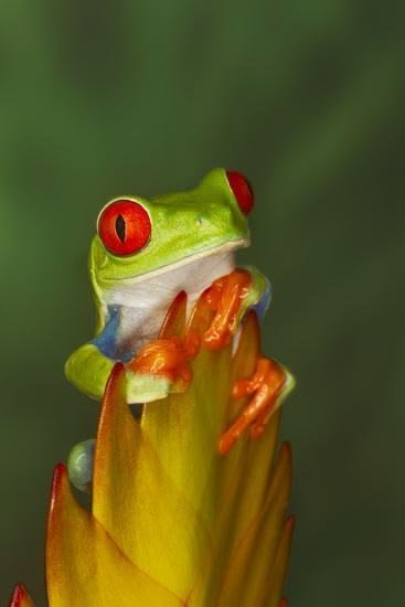 Solve Red-eyed Tree frog jigsaw puzzle online with 12 pieces