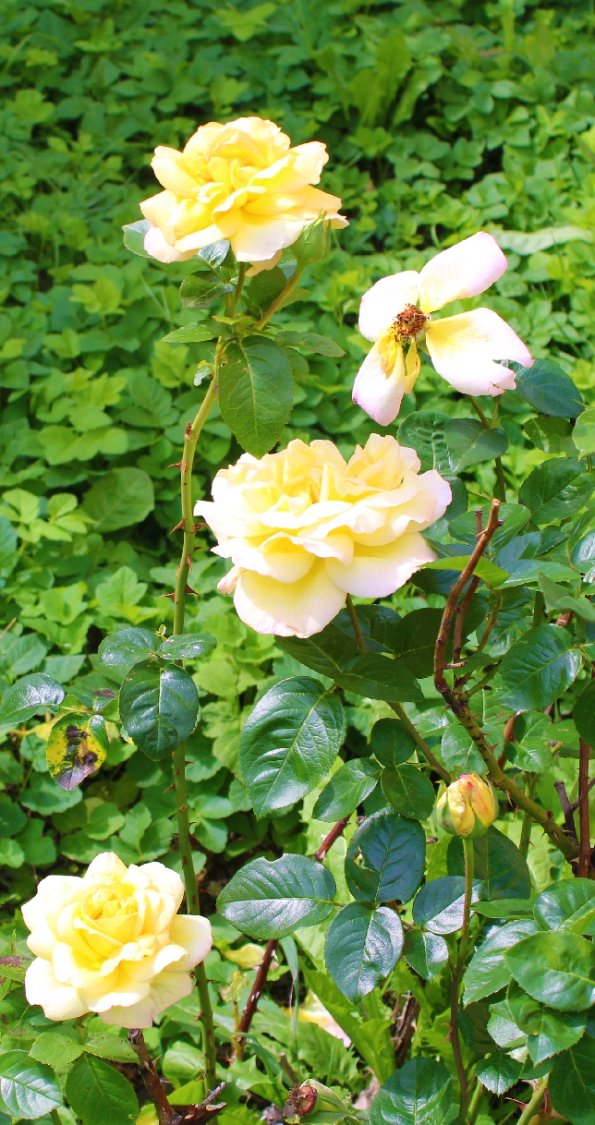 Solve R e Roses Jigsaw Puzzle Online With 15 Pieces solve-r-e-roses-jigsaw-puzzle-online-with-15-pieces