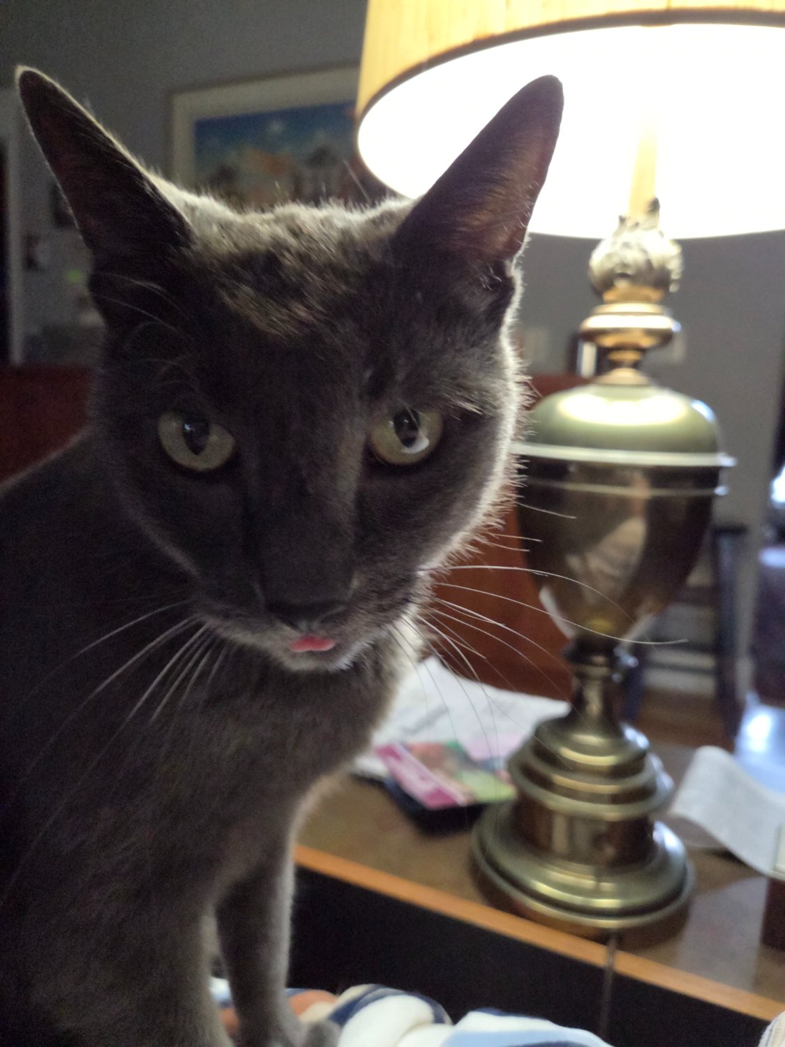 Help Me Written Sign Solve 01.29.2026 Smokey gives me the raspberry jigsaw puzzle online ...